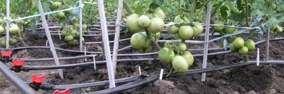 капельное орошение