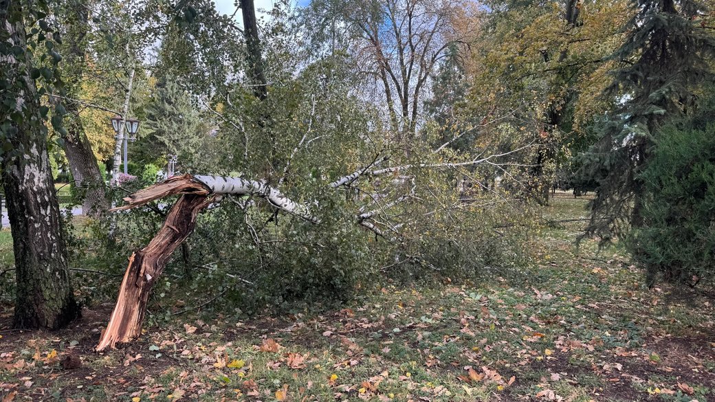На Полтавщині буревій повалив дерева.